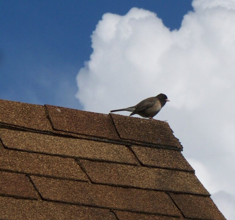 Choosing the Right Roofing Material: Architectural Shingles, 3-Tab Shingles, and Metal Roofs